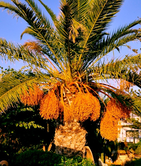 photo: date tree full of fruit (c) Guus Molenaar, Huizen, NL